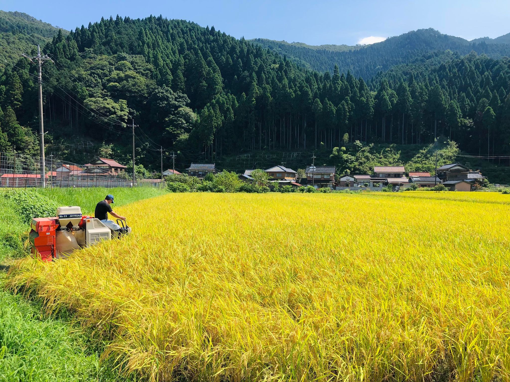 稲刈りイベント2025